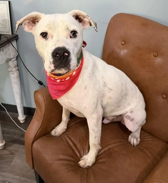 A young medium-sized male White / Cream American Bulldog dog named Meshach for adoption in Andover, MA