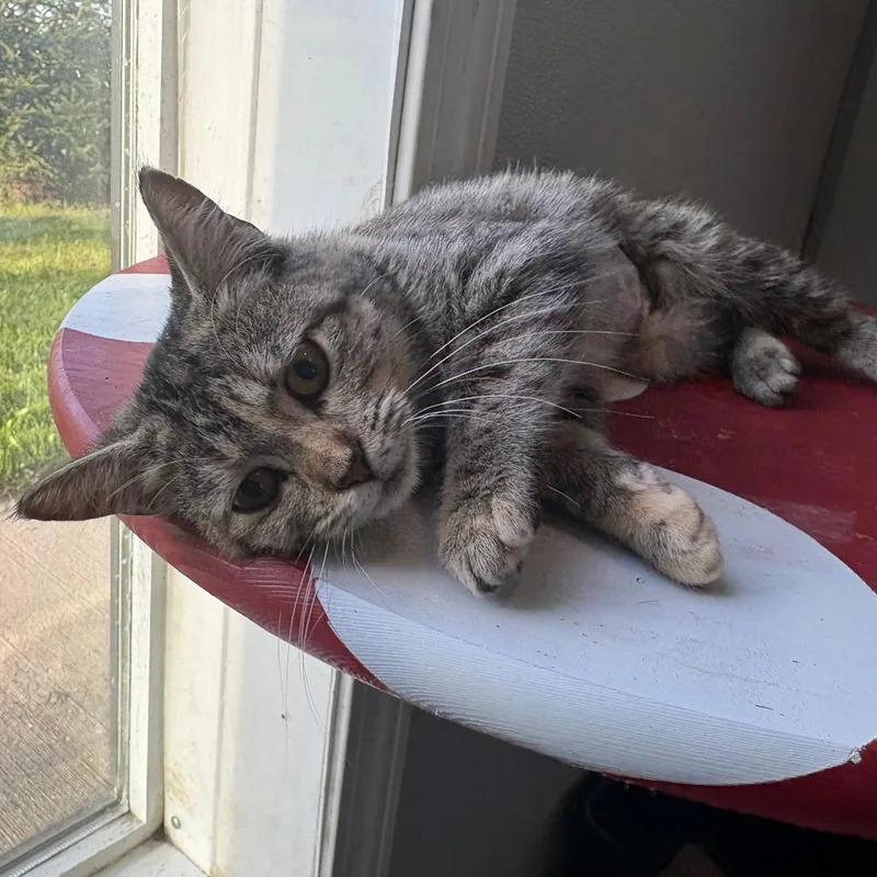 A young small-sized female Domestic Short Hair cat named Patti LuPawne for adoption in West Des Moines, IA