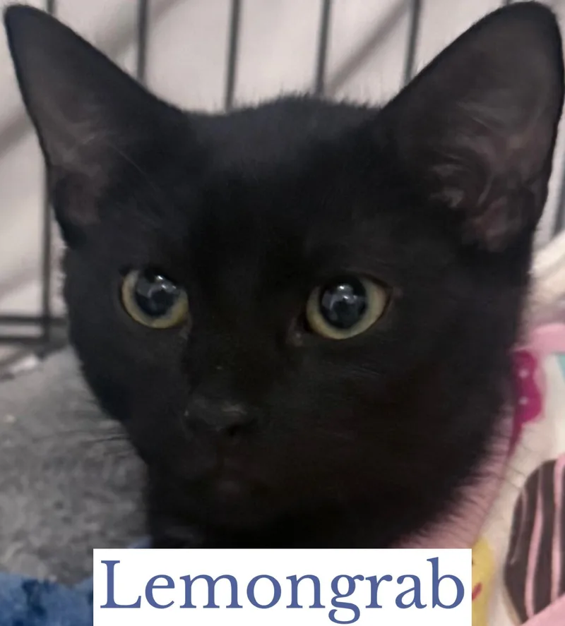 A young medium-sized male Black Domestic Short Hair cat named Lemongrab for adoption in Berkeley Springs, WV