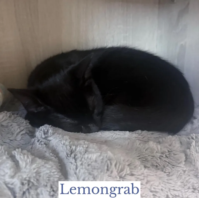Lemongrab thumbnail 2
