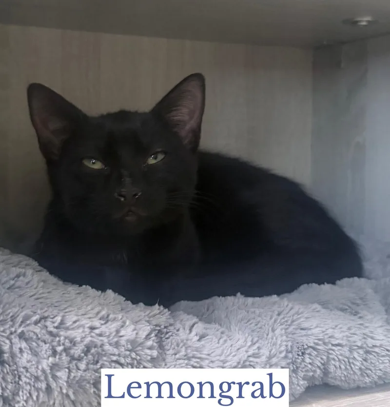 Lemongrab thumbnail 3