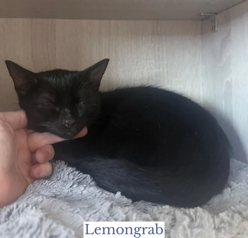 Lemongrab thumbnail 4