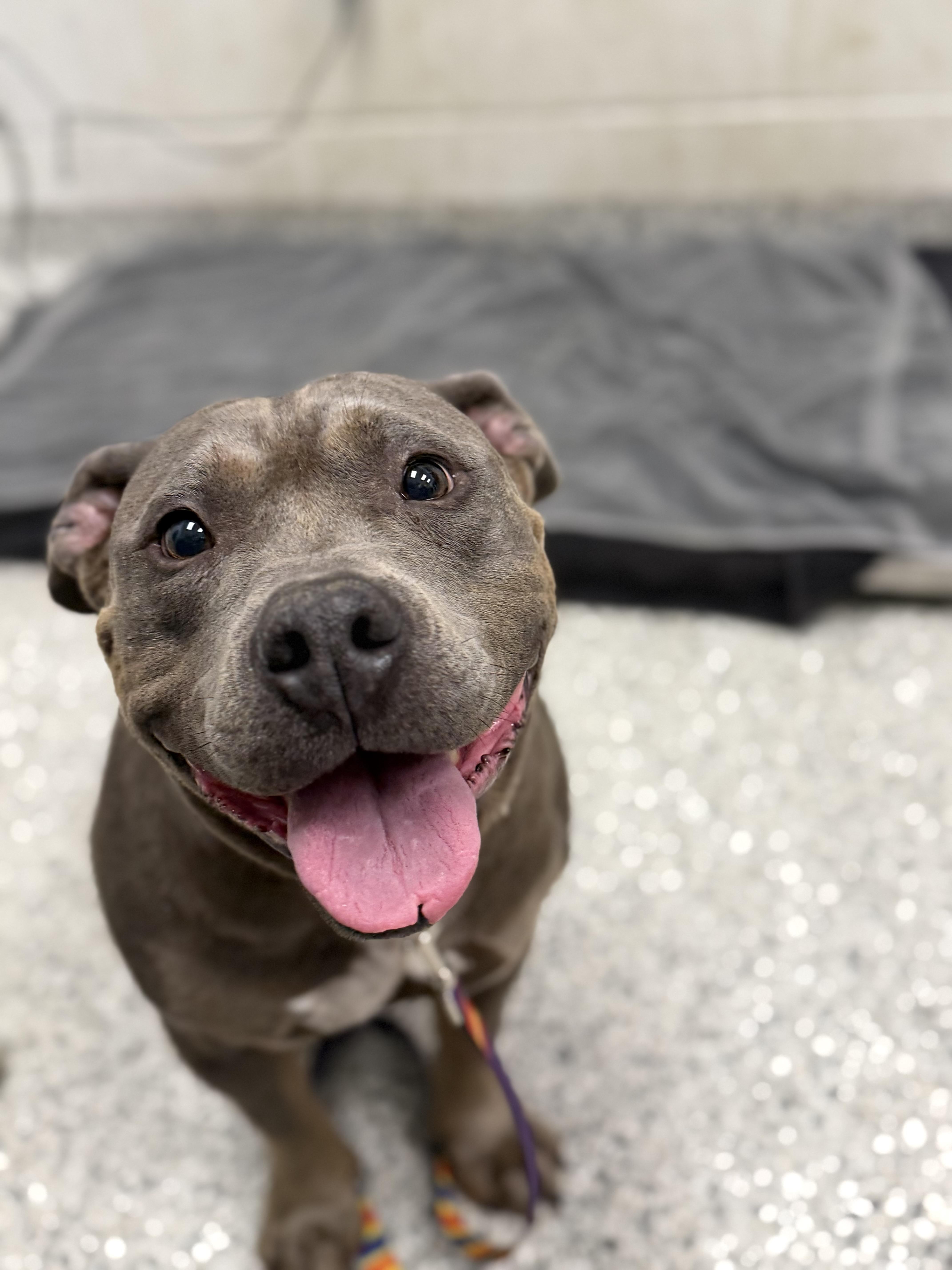 An adult medium-sized female Gray / Blue / Silver Pit Bull Terrier dog named Rudy for adoption in Raytown, MO
