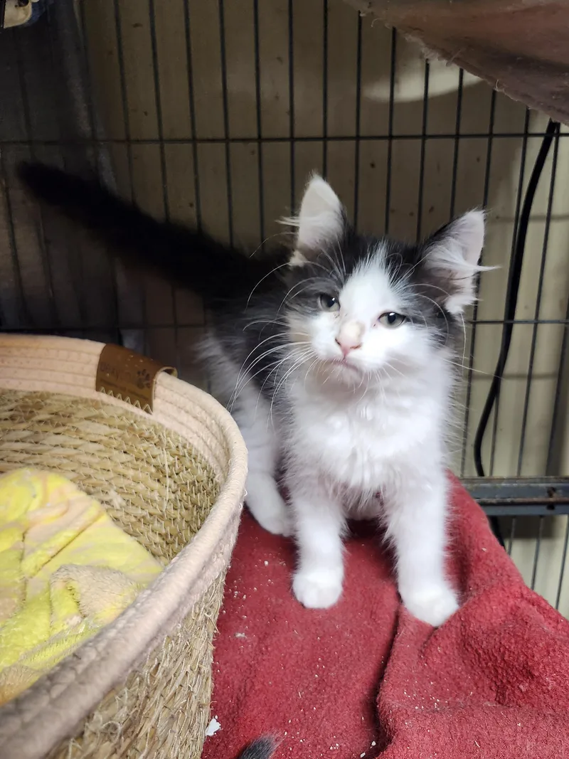 A baby medium-sized female Black & White / Tuxedo Domestic Long Hair cat named Snowcone for adoption in Cosby, TN
