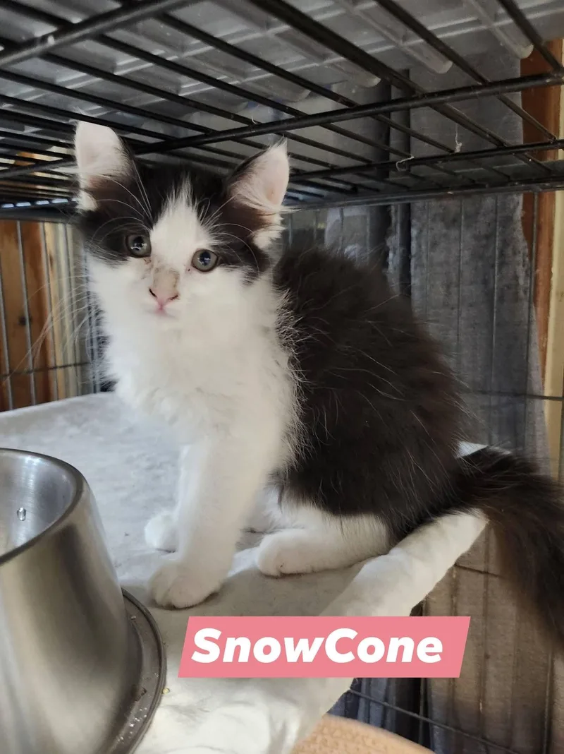 Snowcone thumbnail 2