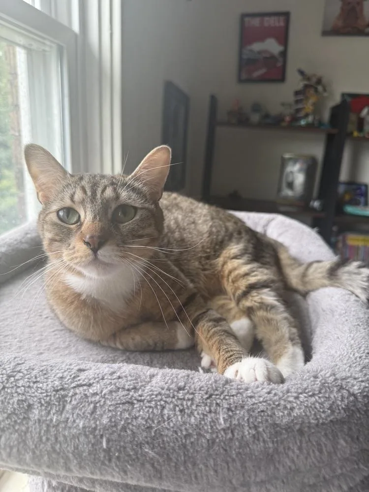 A young small-sized female Domestic Short Hair cat named Coven for adoption in West Mifflin, PA