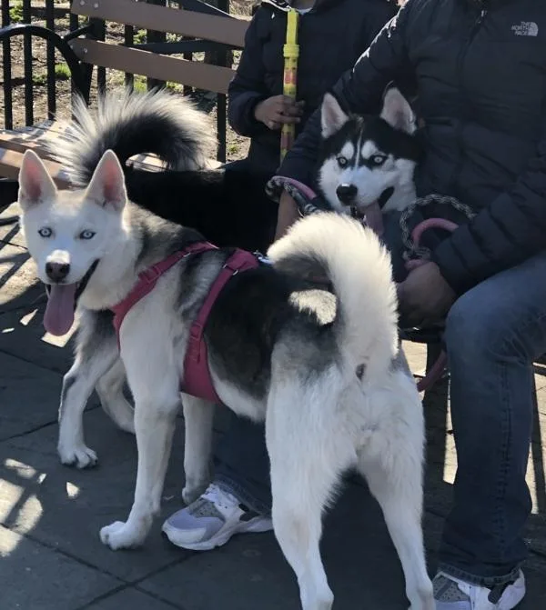 An adult medium-sized male Mixed Breed dog named Zeus Lightning for adoption in New York, NY