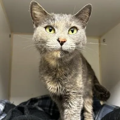 An adult medium-sized female Domestic Short Hair cat named Myrtle for adoption in Reisterstown, MD
