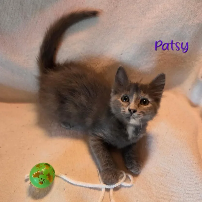 A baby small-sized female Gray / Blue / Silver Domestic Long Hair cat named Patsy for adoption in Parkersburg, WV