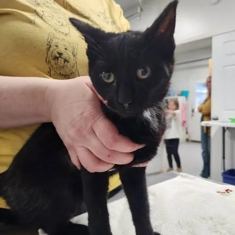 Rayne Of Winter thumbnail 2