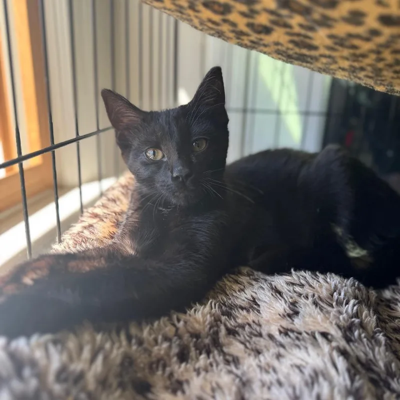 Rayne Of Winter thumbnail 3