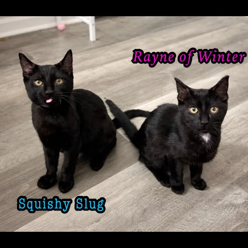 Rayne Of Winter thumbnail 4