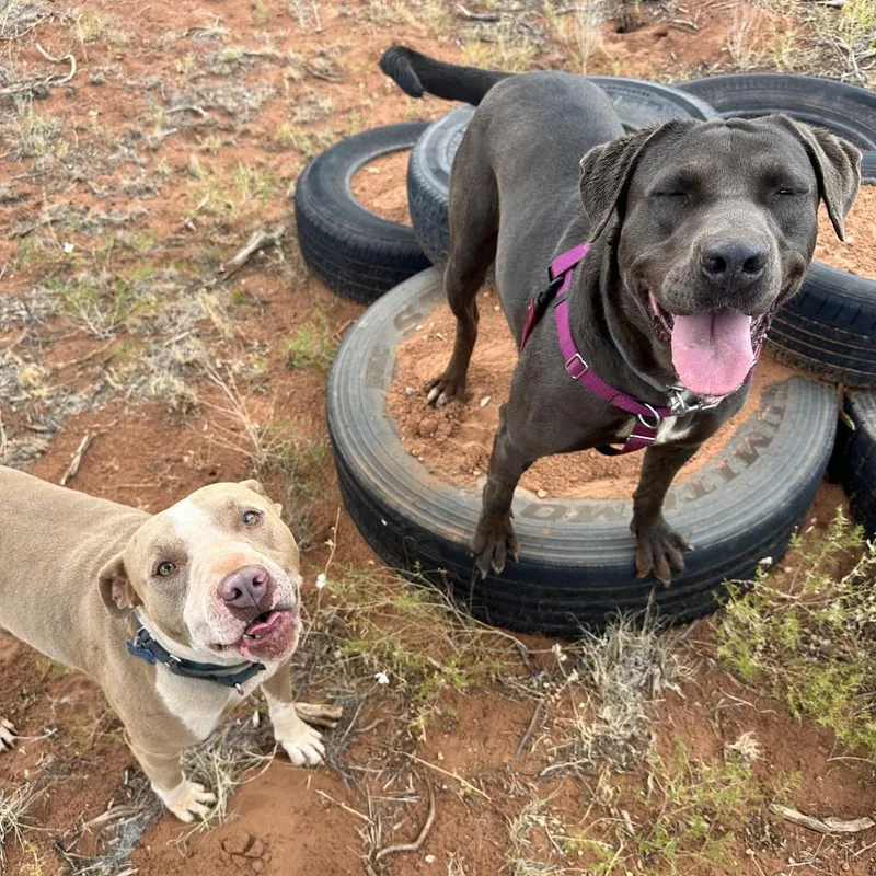 An adult large-sized female Gray / Blue / Silver Labrador Retriever dog named Hope for adoption in Branford, CT