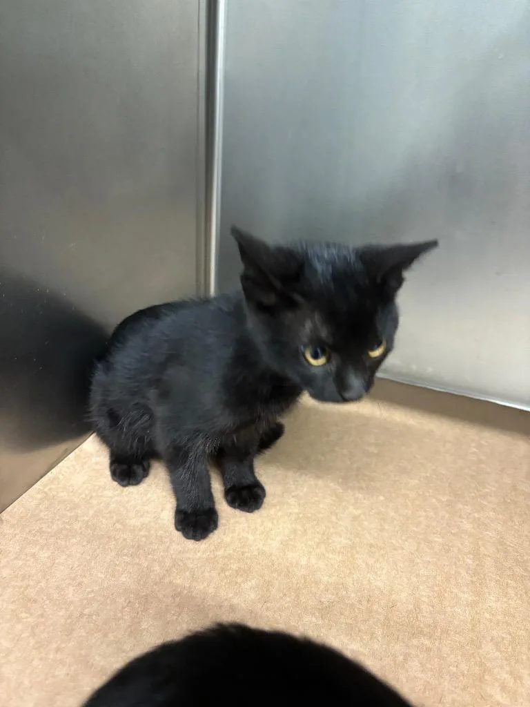 A baby medium-sized male Domestic Short Hair cat named Bud for adoption in Cartersville , GA