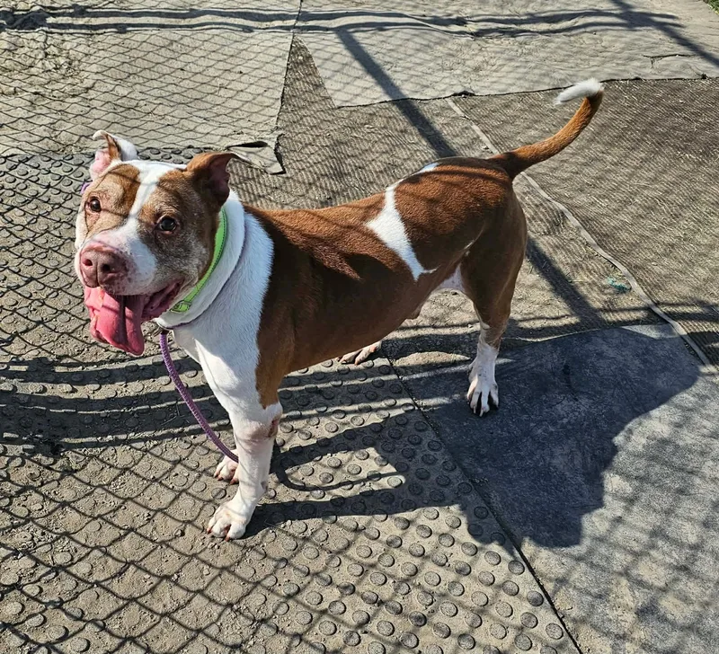 An adult large-sized male Pit Bull Terrier dog named Watson for adoption in Minooka, IL