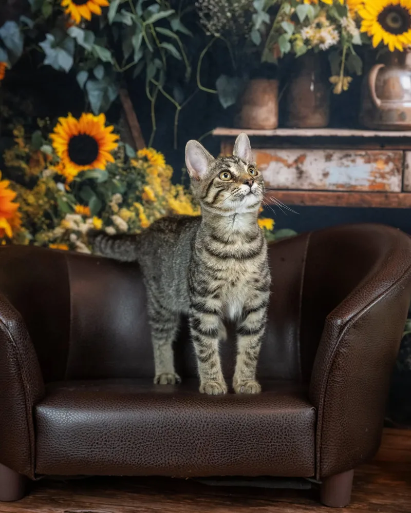 A young medium-sized female Tabby (Tiger Striped) Domestic Short Hair cat named Waffles for adoption in Lapeer, MI