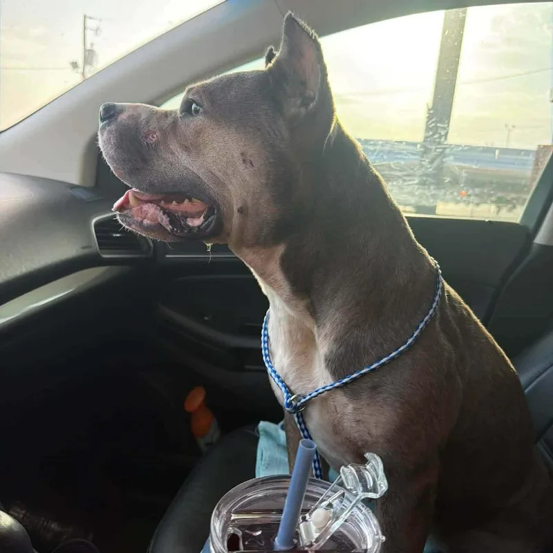 An adult medium-sized female Gray / Blue / Silver American Bully dog named Kira for adoption in Dover, AR