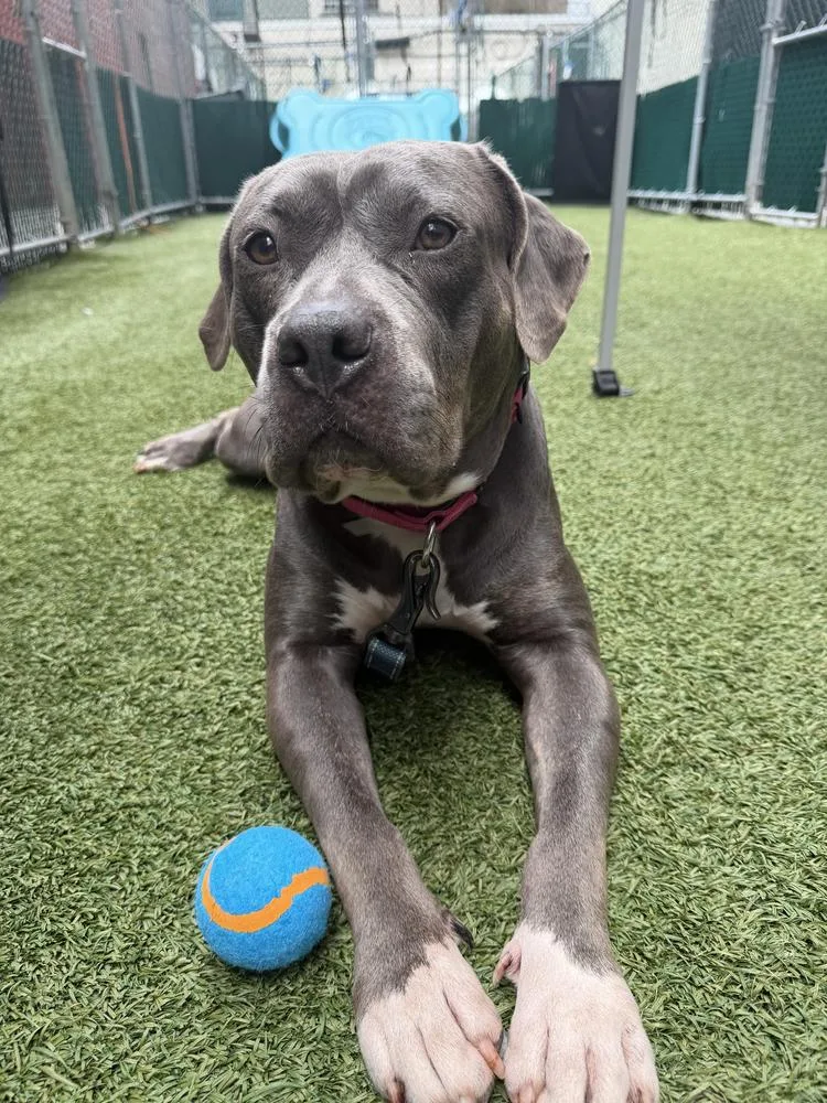 An adult large-sized female Mixed Breed dog named Chiquita for adoption in New York, NY