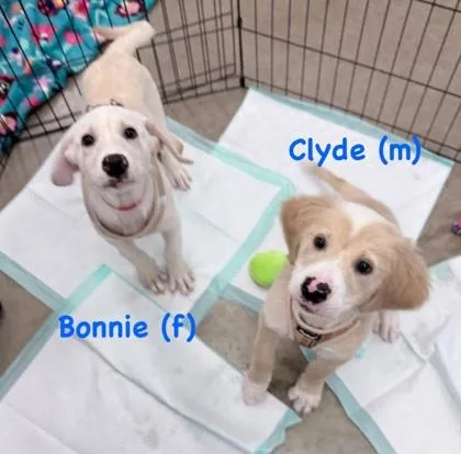 Bonnie thumbnail 3