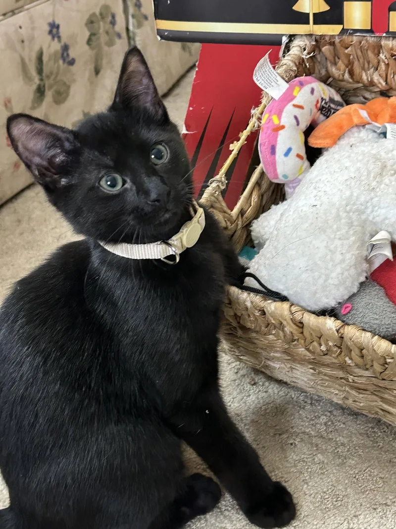 A baby medium-sized male Black Domestic Short Hair cat named Boo Boo for adoption in Fort Worth, TX