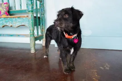 An adult medium-sized female Border Terrier dog named Bonita for adoption in San Antonio, TX