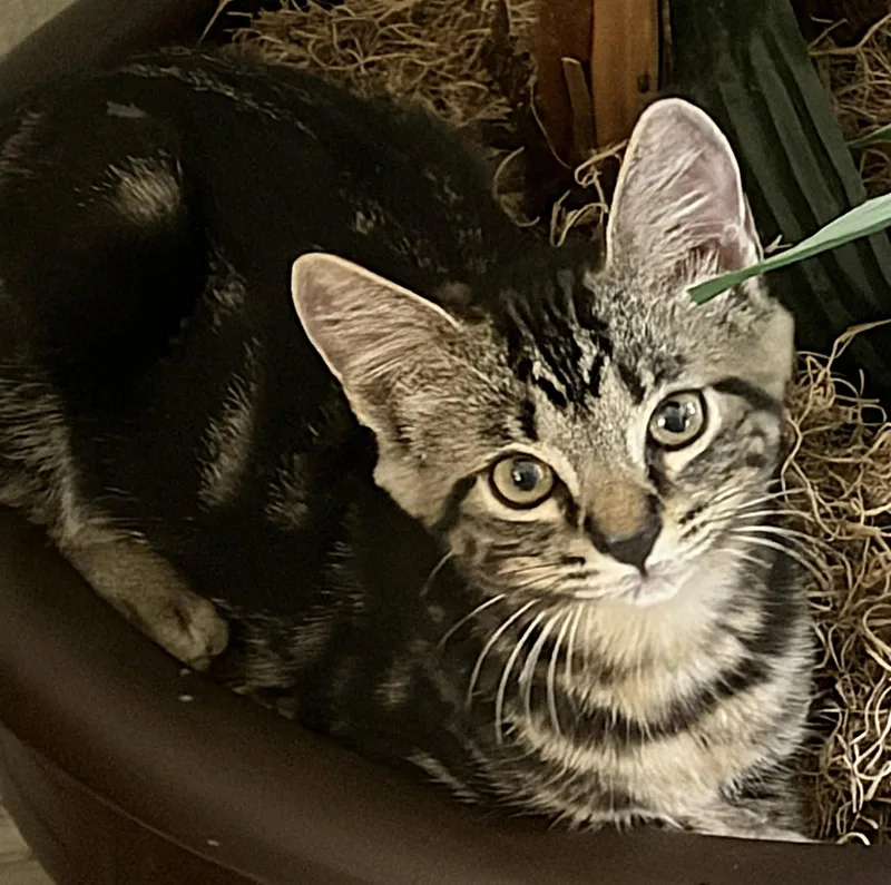 A baby medium-sized female Brown / Chocolate Domestic Short Hair cat named Zora for adoption in Oviedo, FL