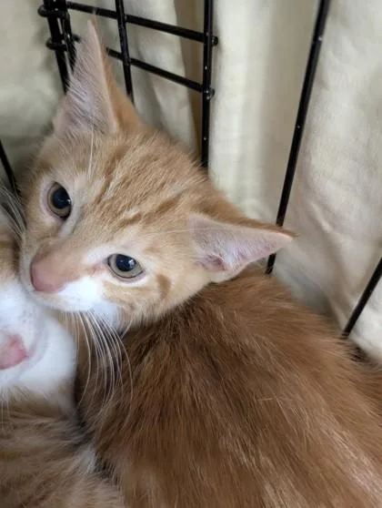 A baby small-sized male Domestic Short Hair cat named Tangerine for adoption in West Chester, PA