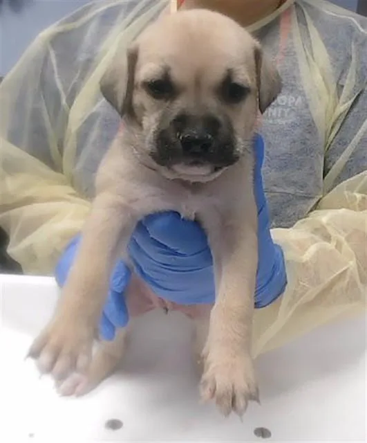 A baby large-sized female Pit Bull Terrier dog named Kachow for adoption in Phoenix, AZ