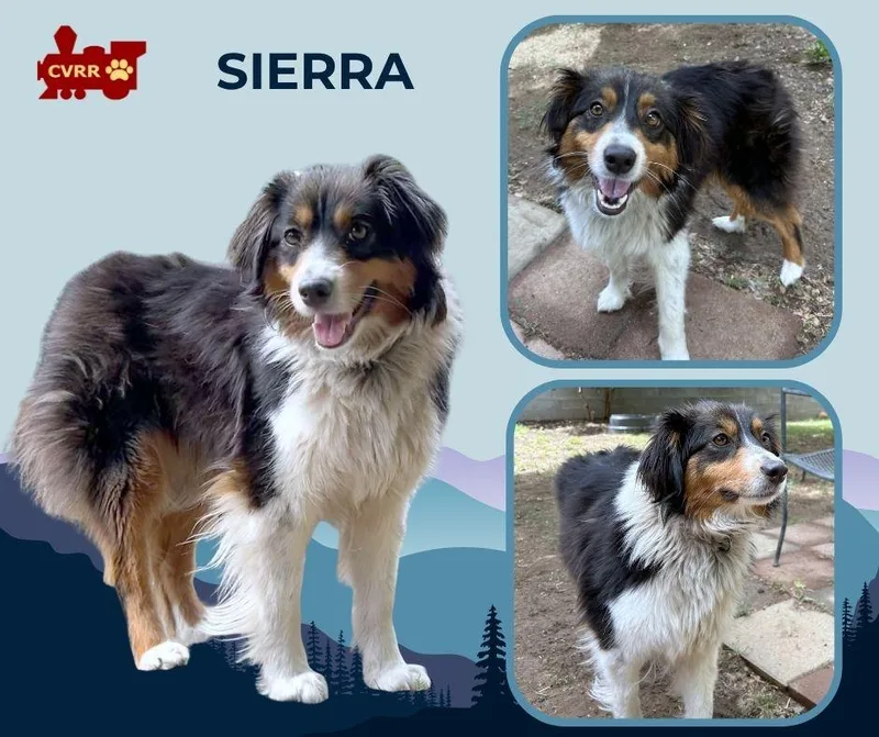 An adult small-sized female Anatolian Shepherd dog named Sierra for adoption in LINDSAY, CA