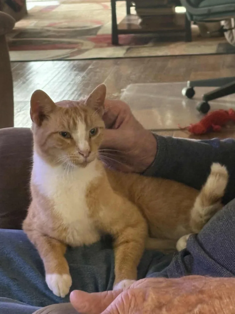 Cat Stevens thumbnail 2