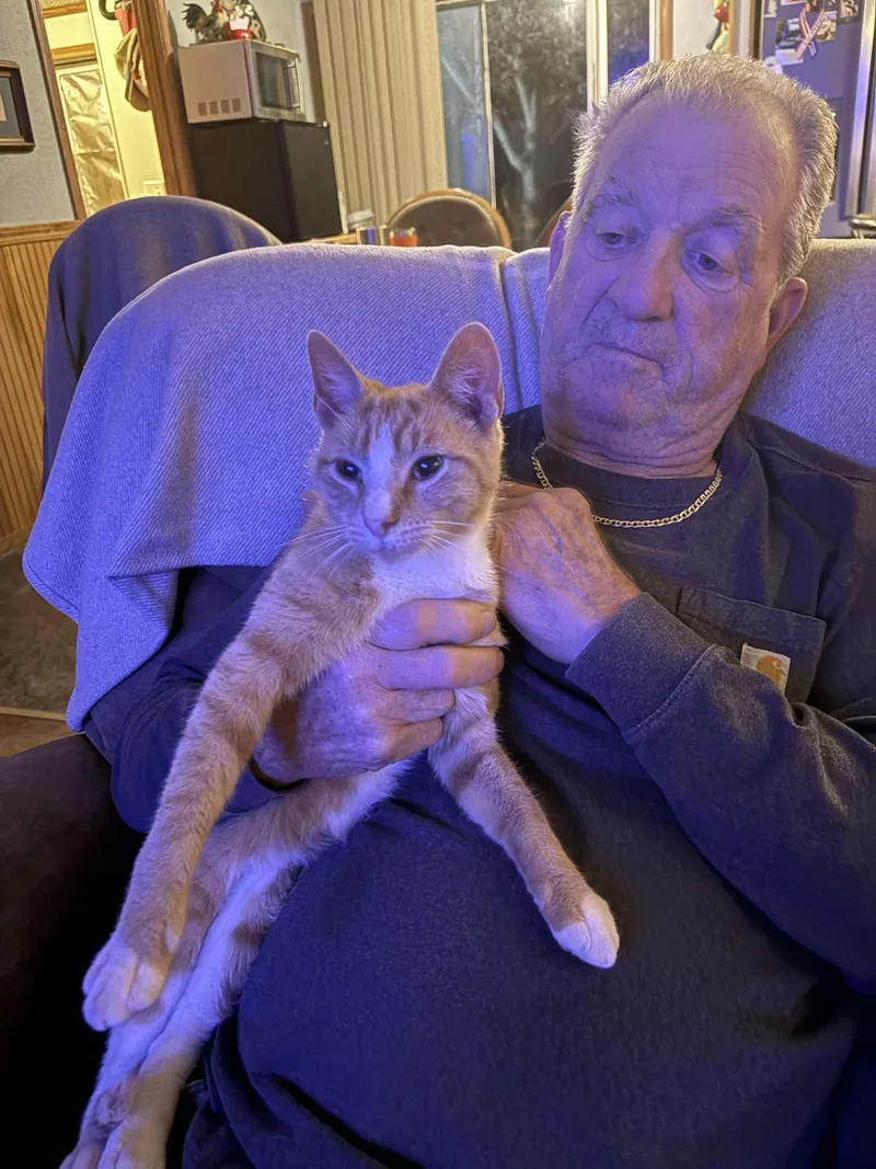 Cat Stevens thumbnail 3