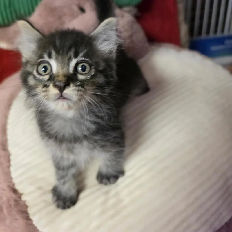 A baby medium-sized male Gray / Blue / Silver Domestic Medium Hair cat named Moon Pie for adoption in Graham, WA