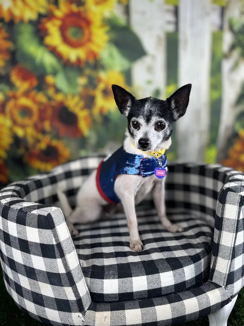 A senior small-sized female Chihuahua dog named Mona for adoption in Garland, TX