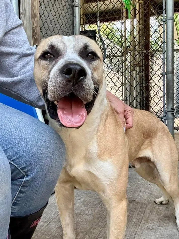 An adult medium-sized male Yellow / Tan / Blond / Fawn Pit Bull Terrier dog named Keenon for adoption in Chicago, IL