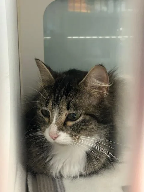 An adult medium-sized female Gray & White Domestic Long Hair cat named Meryl for adoption in Muskegon, MI