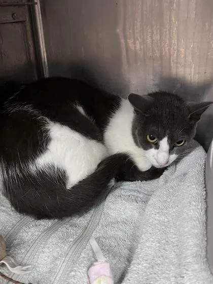 An adult small-sized female Domestic Short Hair cat named Wrenlee for adoption in Houston, TX
