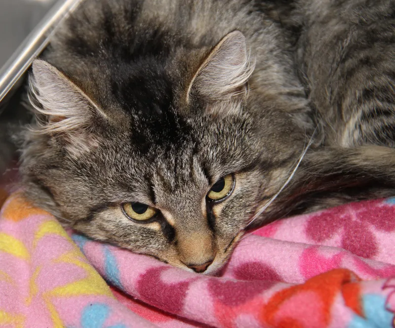 Tiger's Eye thumbnail 3