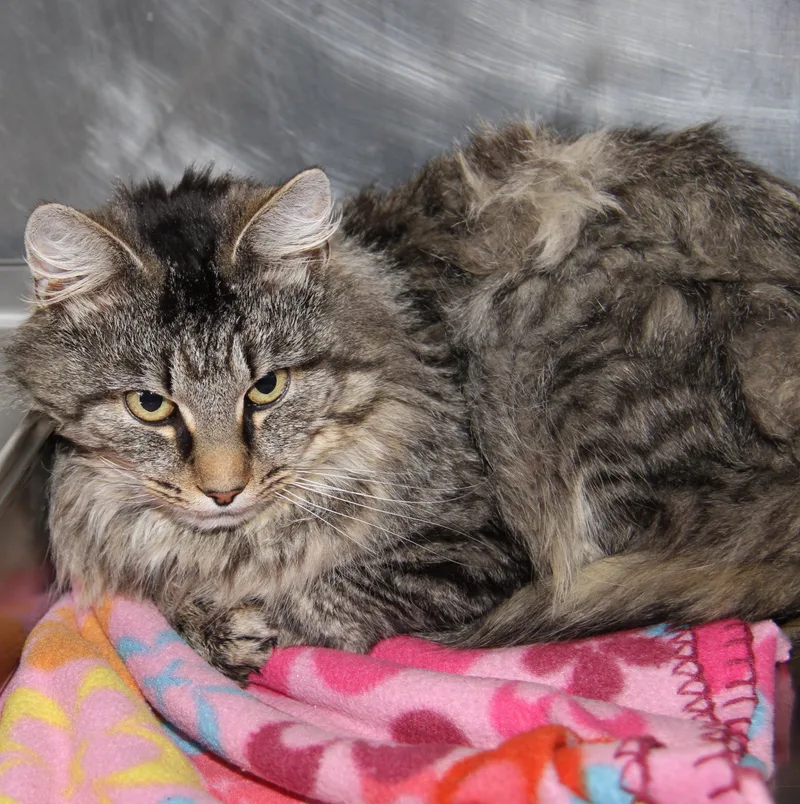 An adult medium-sized male Tabby (Gray / Blue / Silver) Domestic Long Hair cat named Tiger's Eye for adoption in Marietta, OH