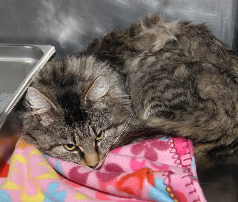 Tiger's Eye thumbnail 5