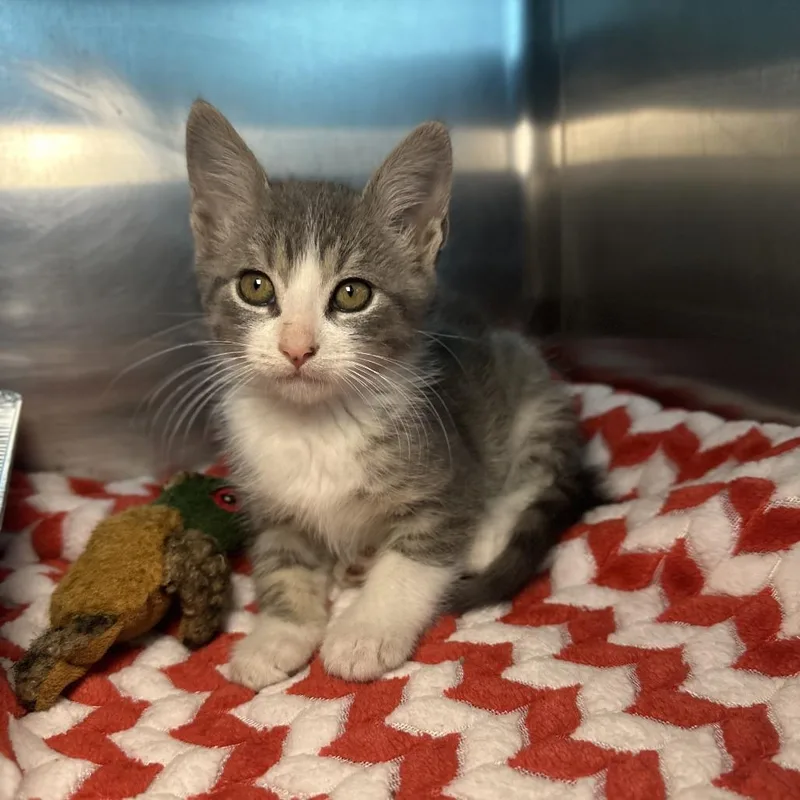 A baby small-sized male Gray / Blue / Silver Domestic Short Hair cat named Elwood for adoption in Matteson, IL