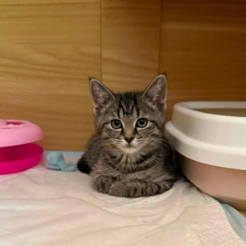 A baby small-sized female Brown / Chocolate Domestic Medium Hair cat named Monopoly for adoption in Mentor, OH