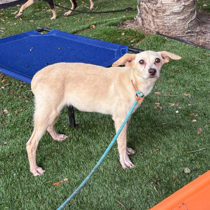 A baby medium-sized female Yellow / Tan / Blond / Fawn Hound dog named Manon for adoption in Port Richey, FL
