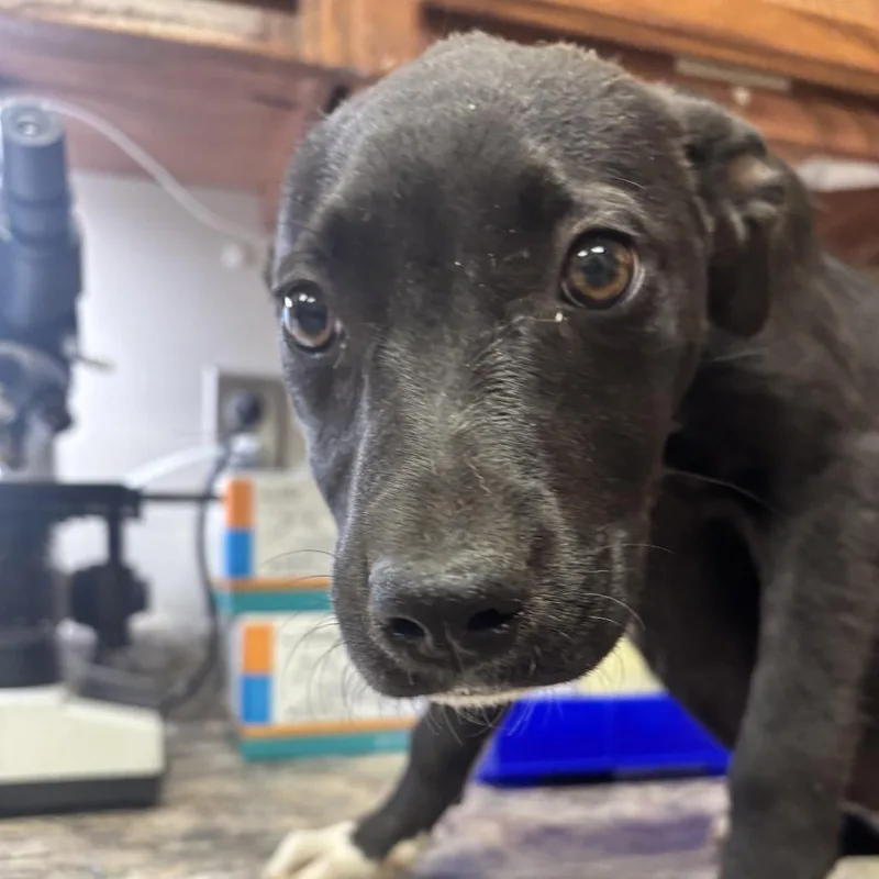 A baby small-sized female Black Labrador Retriever dog named Cyclone  U for adoption in Tupelo, MS
