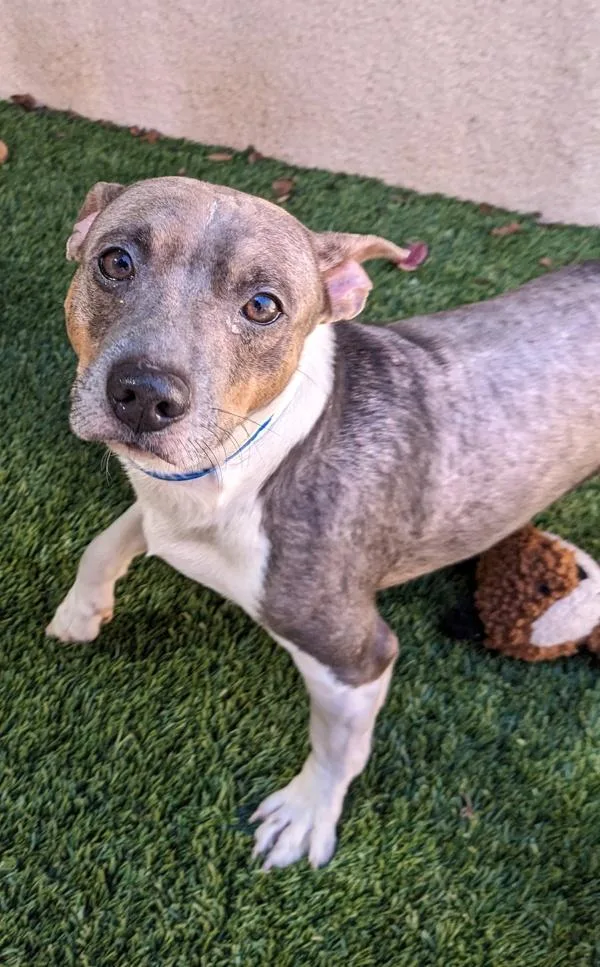 An adult small-sized male Terrier dog named Eliot for adoption in San Diego, CA