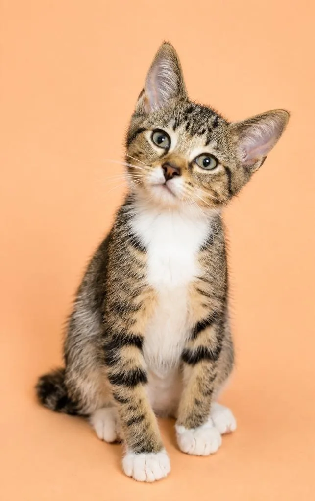 A baby small-sized male Domestic Short Hair cat named Ritzy for adoption in Columbia, TN