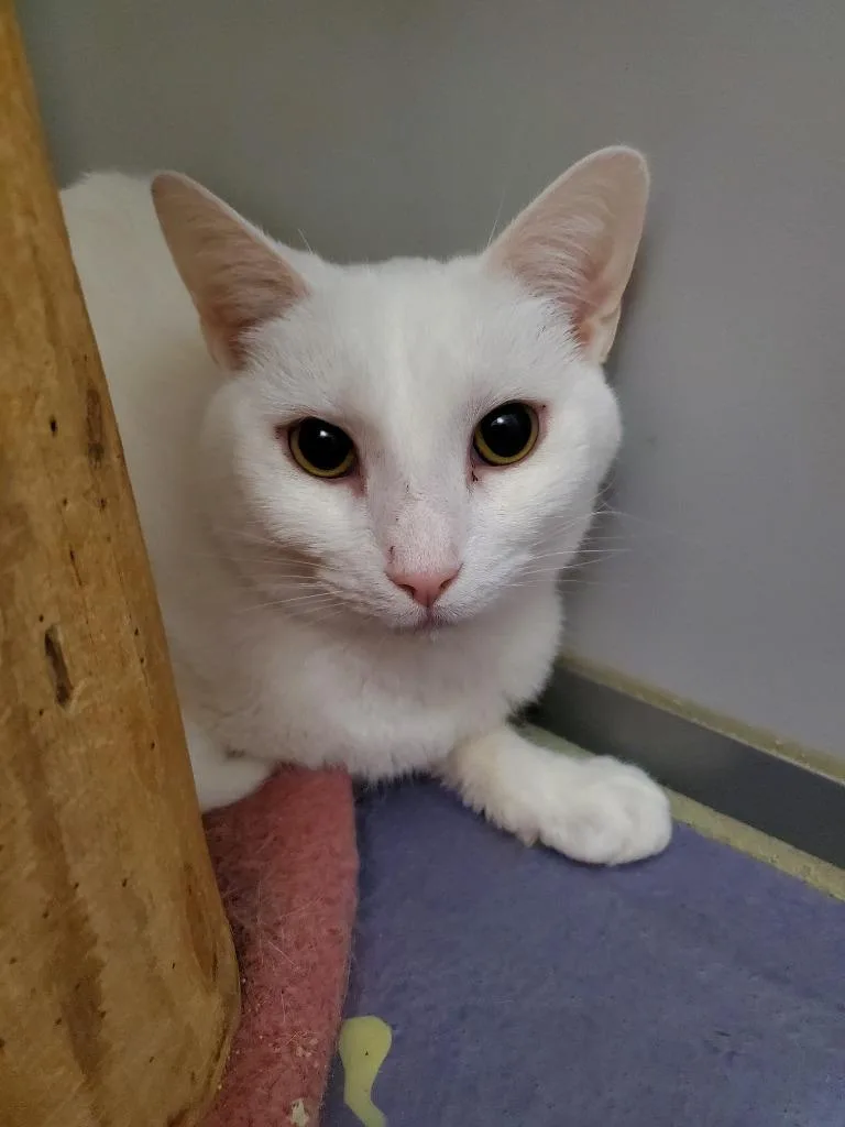 An adult medium-sized male Domestic Short Hair cat named Casper for adoption in Rockford, IL