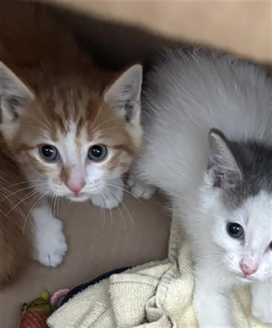 A baby medium-sized male Domestic Short Hair cat named Ponkiee for adoption in Dallas, TX