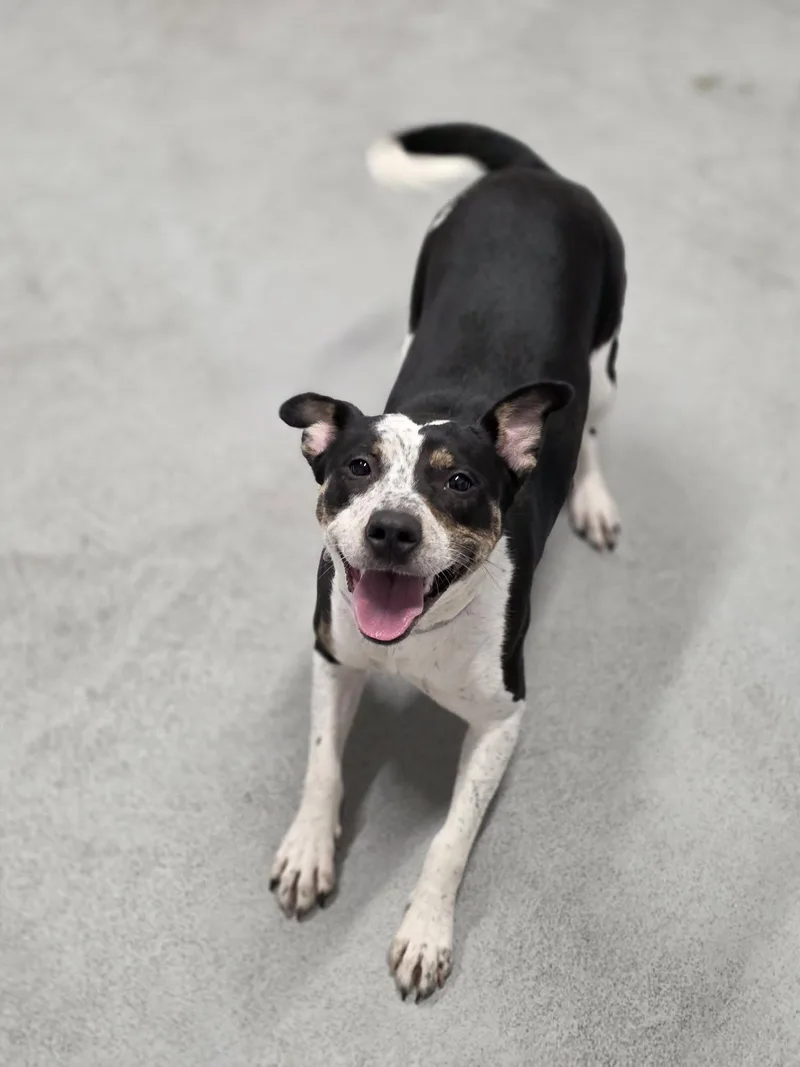 Penelope thumbnail 2