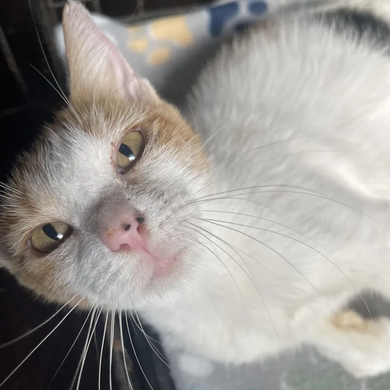 A young small-sized female Black & White / Tuxedo Domestic Short Hair cat named Sicily for adoption in Liverpool, TX