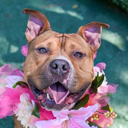 An adult large-sized male Mixed Breed dog named Rubeus for adoption in Chamblee, GA